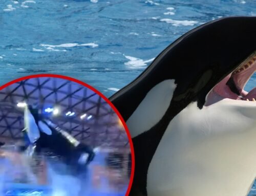 SeaWorld Killer Whale Poops, Splashes Crowd with Filthy Water