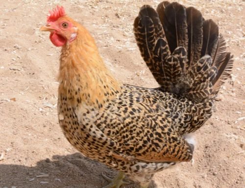 Sicilian Buttercup Chicken: Crown of the Fancy’s Origin and Unique Beauty