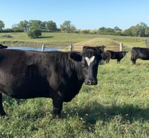 State cost-share program helps out cattle producers and promotes cons…