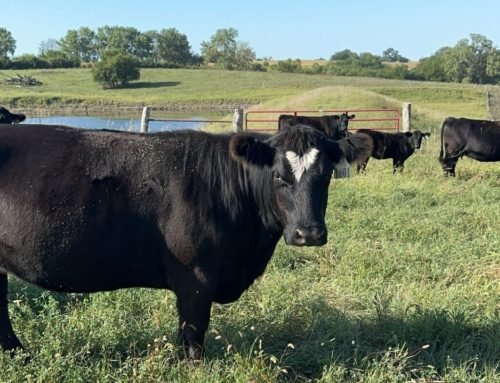 State cost-share program helps out cattle producers and promotes cons…