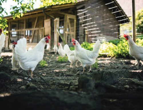 2026 USDA Poultry Rule Changes