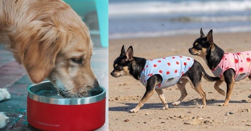 Excessive Heat Can Be Dangerous To Pets, So Keep Them Cool With These...