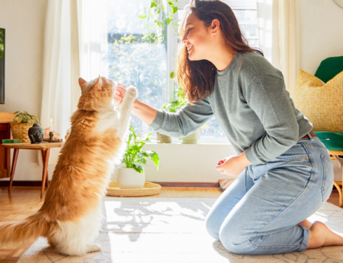 Expert reveals how to teach a cat a trick (we can’t believe how simple it is!)