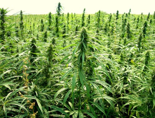 Wilton Simpson cracks down on illegal hemp sales