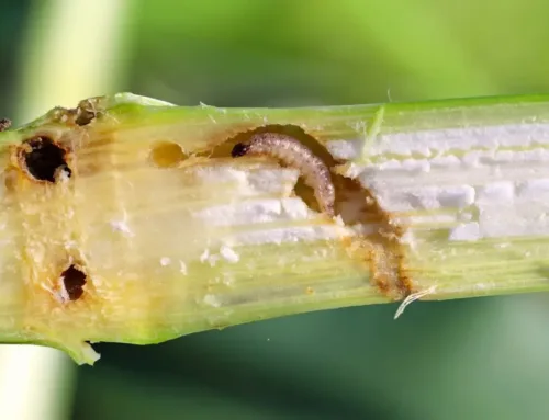 How Farmers Are Fighting It