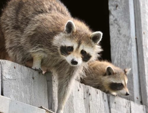 11 Tips to Keep Raccoons Away From Your Homestead