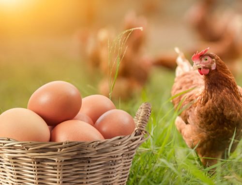 14 Best Chicken Breeds for Large Brown Eggs
