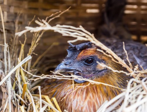 Top 5 Reasons Your Hens Stop Laying, Explained by Gail Damerow