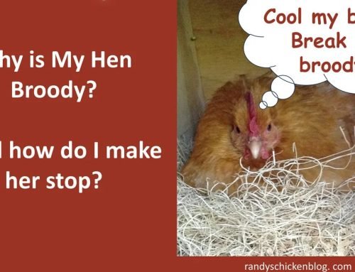 Why is My Hen Broody? And How Do I Make Her Stop? — Randy’s Chicken Blog