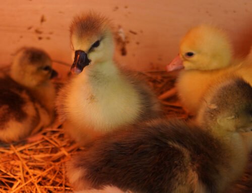 Baby Chick Brooder Ideas – Backyard Poultry