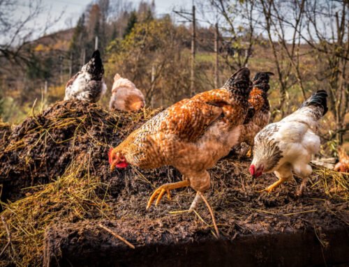 Chicken Poop Fertilizer for the Garden