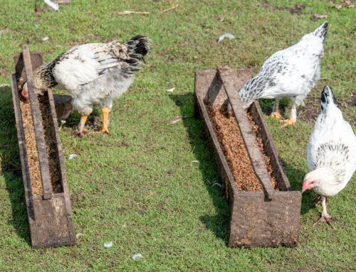 Poultry News June/July 2024 – Backyard Poultry