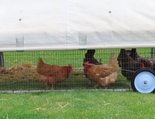 Keeping Feral Chickens from Your Flock