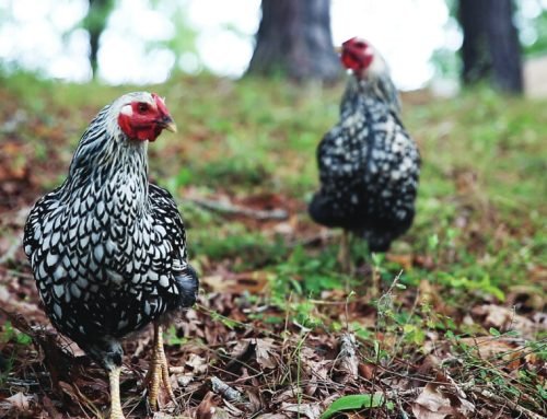Chickens in Pop Culture – Backyard Poultry