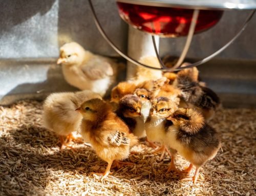 NPIP Certified Hatcheries: Why it Matters When Buying Chicks