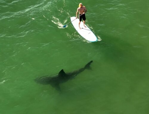 Great white sharks more common off California coast than once thought