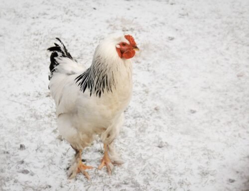 Choosing Cold-Weather Chickens – Backyard Poultry