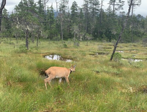 Lingít Word of the Week: G̱uwakaan — Deer