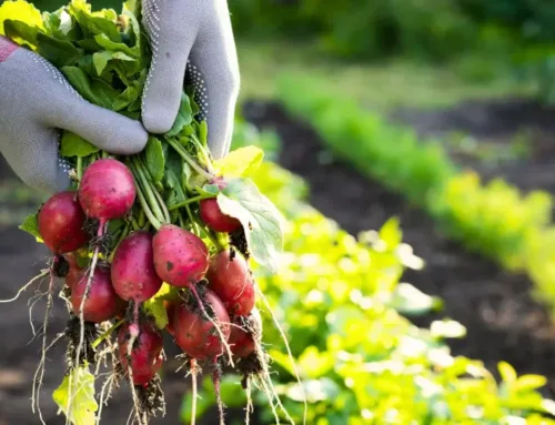 9 Crops to Sow in September