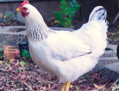 Delaware Chickens: The Ultimate Guide for Backyard Chicken Keepers