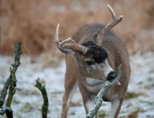 Wildlife Conservation Center raises 30,000 bucks to rebuild deer she…