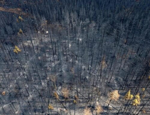 Across Canada, tens of thousands have evacuated due to wildfires in recent weeks
