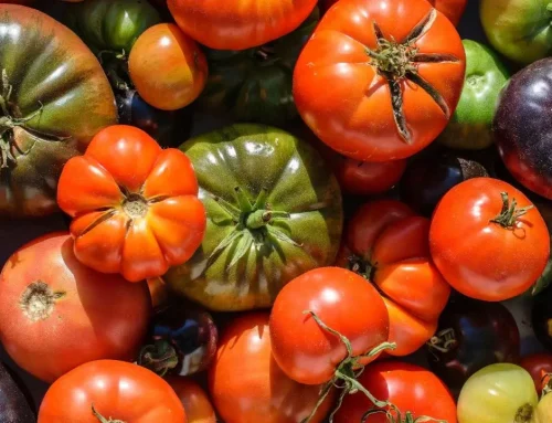 11 Best Heirloom Tomatoes to Grow on the Farm