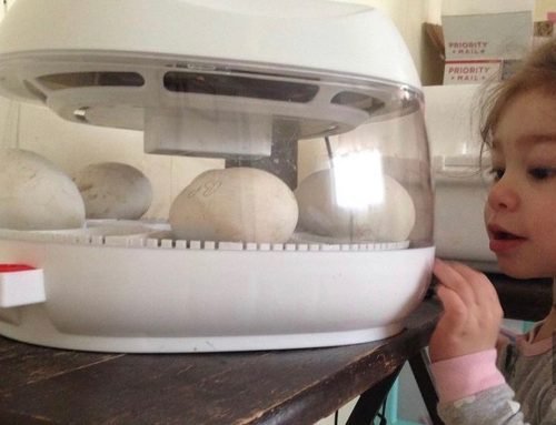 Hatching Goose Eggs – Backyard Poultry