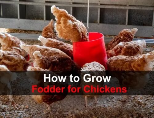 How to Grow Fodder for Chickens