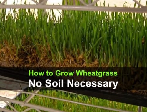 How to Grow Wheatgrass Without Soil