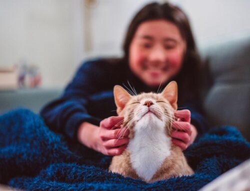 Want to strengthen your bond with your cat? These five simple tips from an expert behaviorist have got you covered
