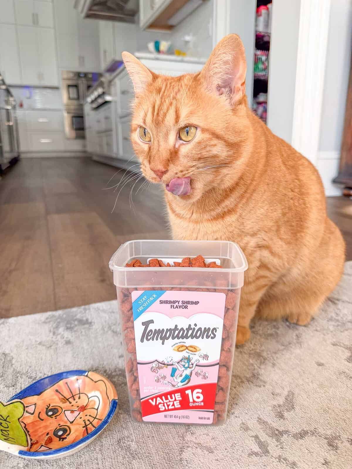 Meow Monday - Plain Chicken