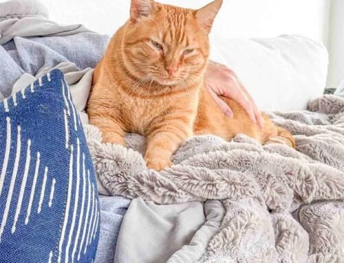 Meow Monday – Plain Chicken