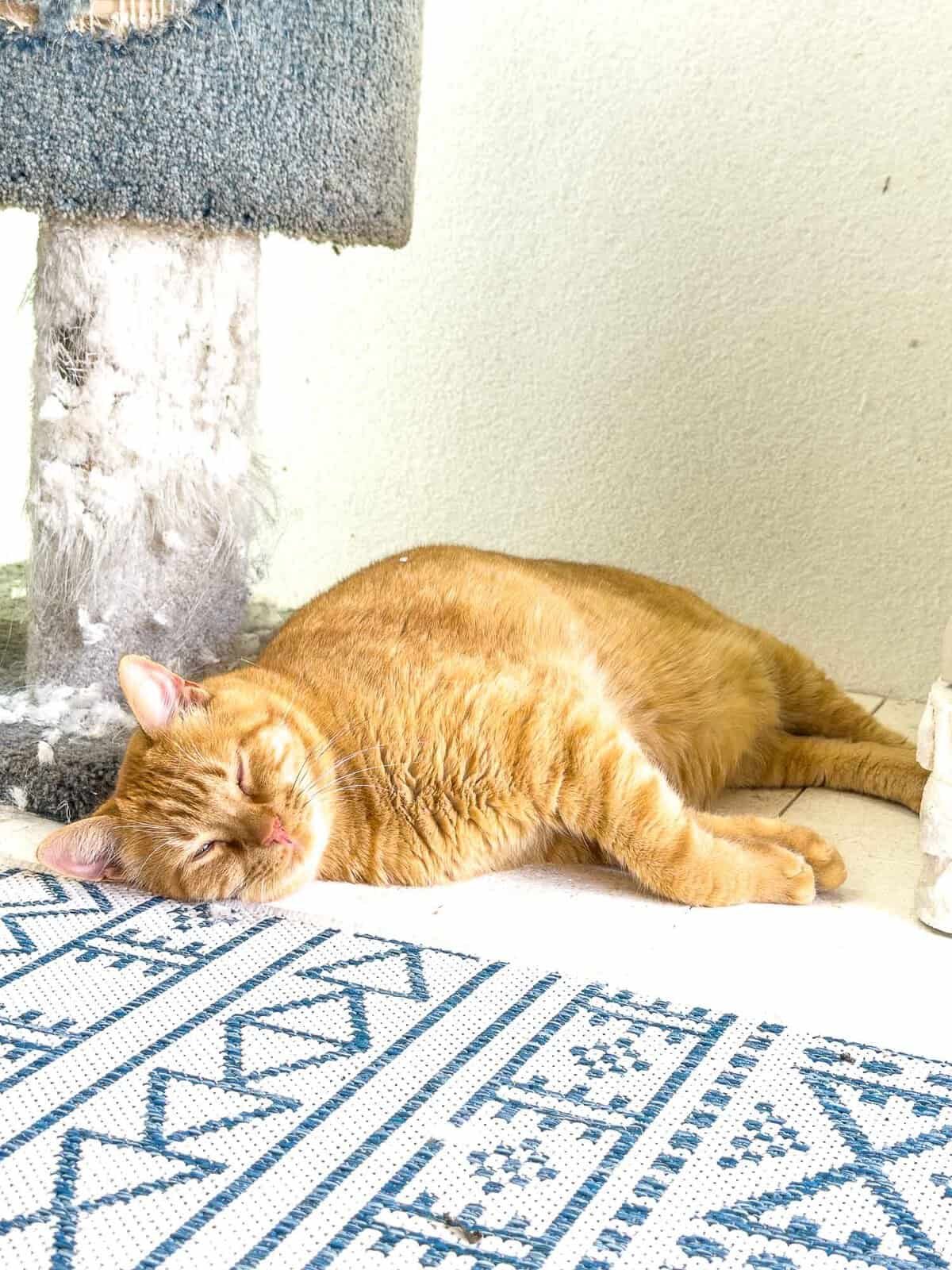 Meow Monday - Plain Chicken