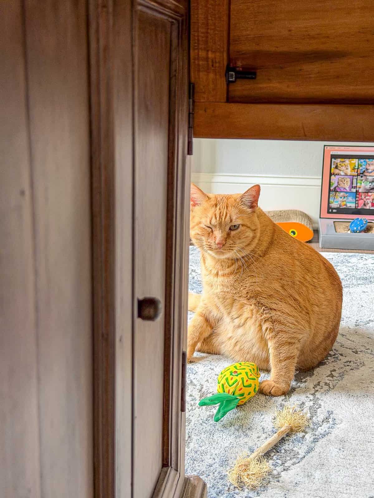 Meow Monday - Plain Chicken