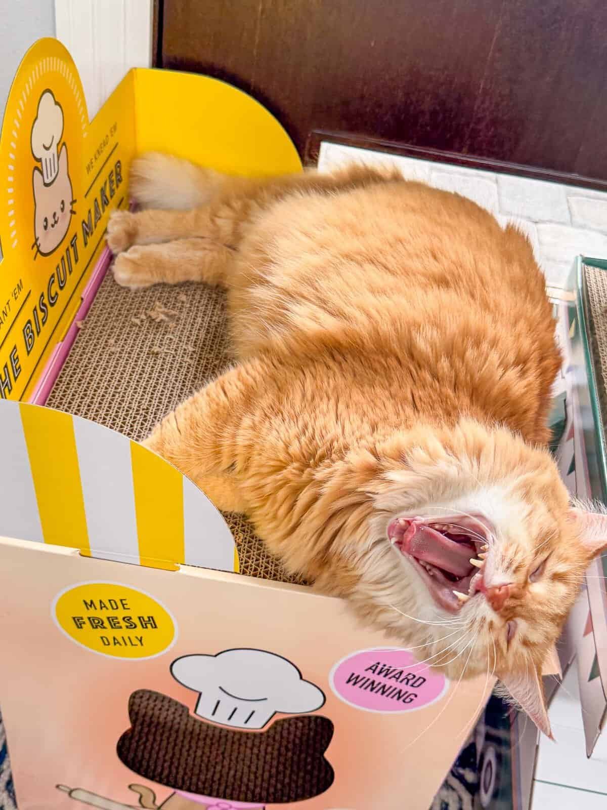 Meow Monday - Plain Chicken