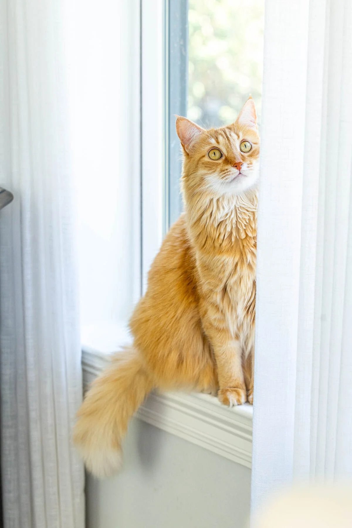 Meow Monday - Plain Chicken