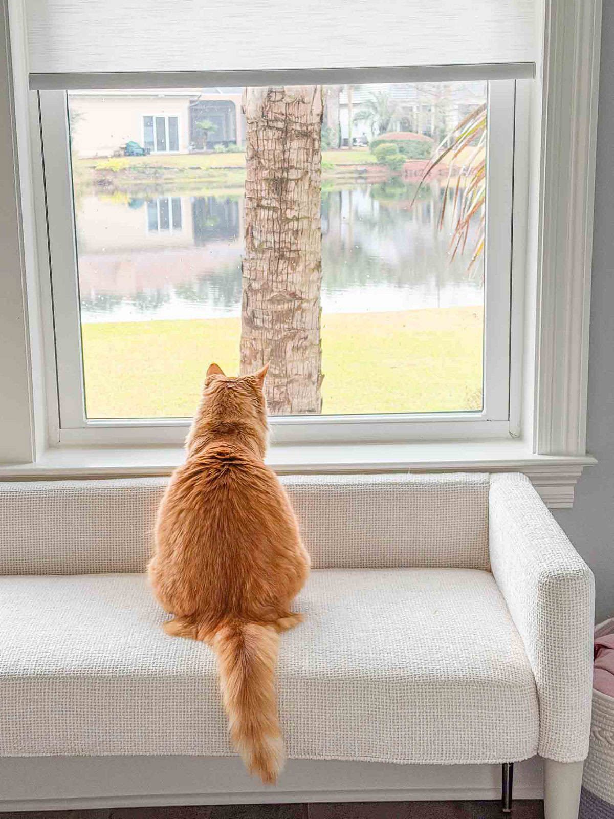 Meow Monday - Plain Chicken