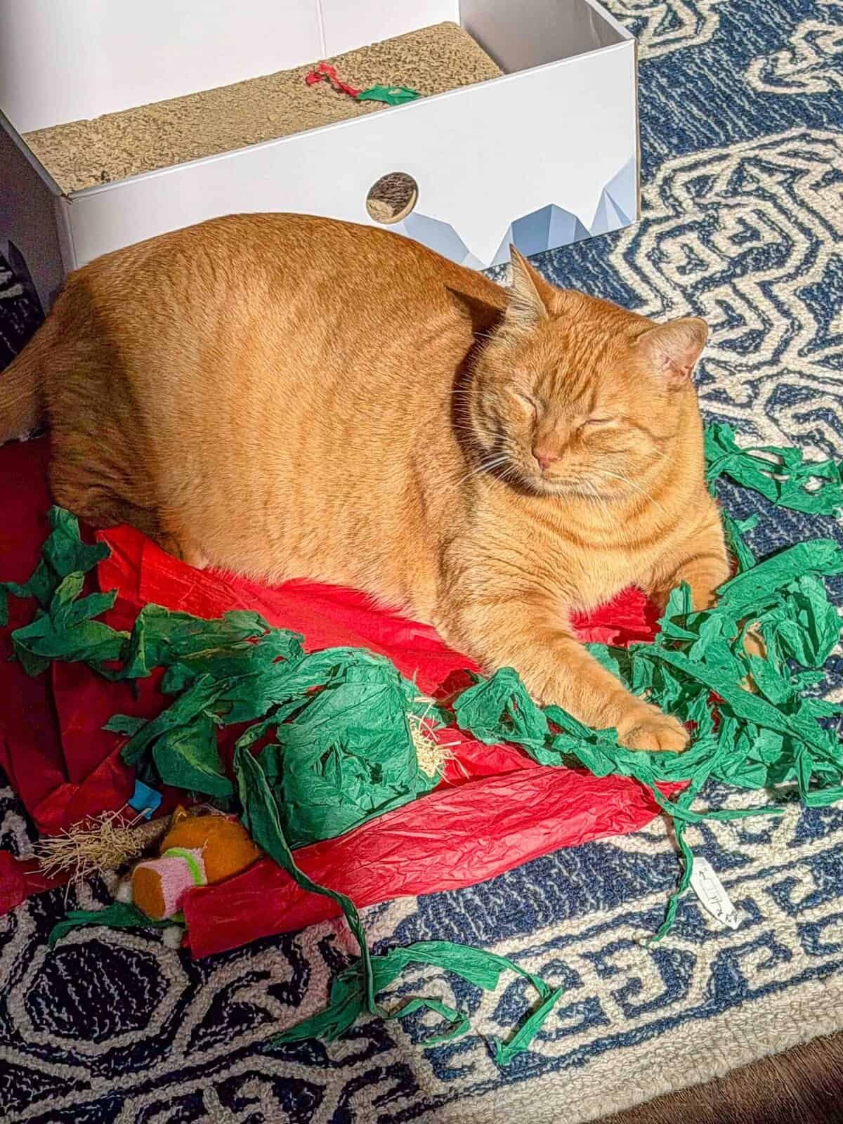 Meow Monday - Plain Chicken