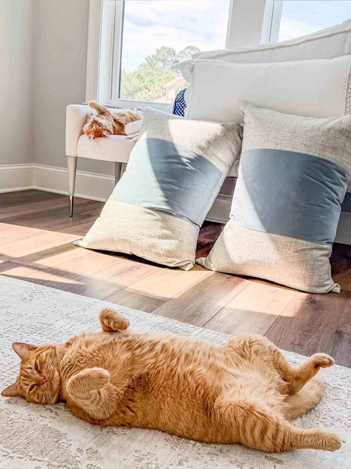 Meow Monday - Plain Chicken