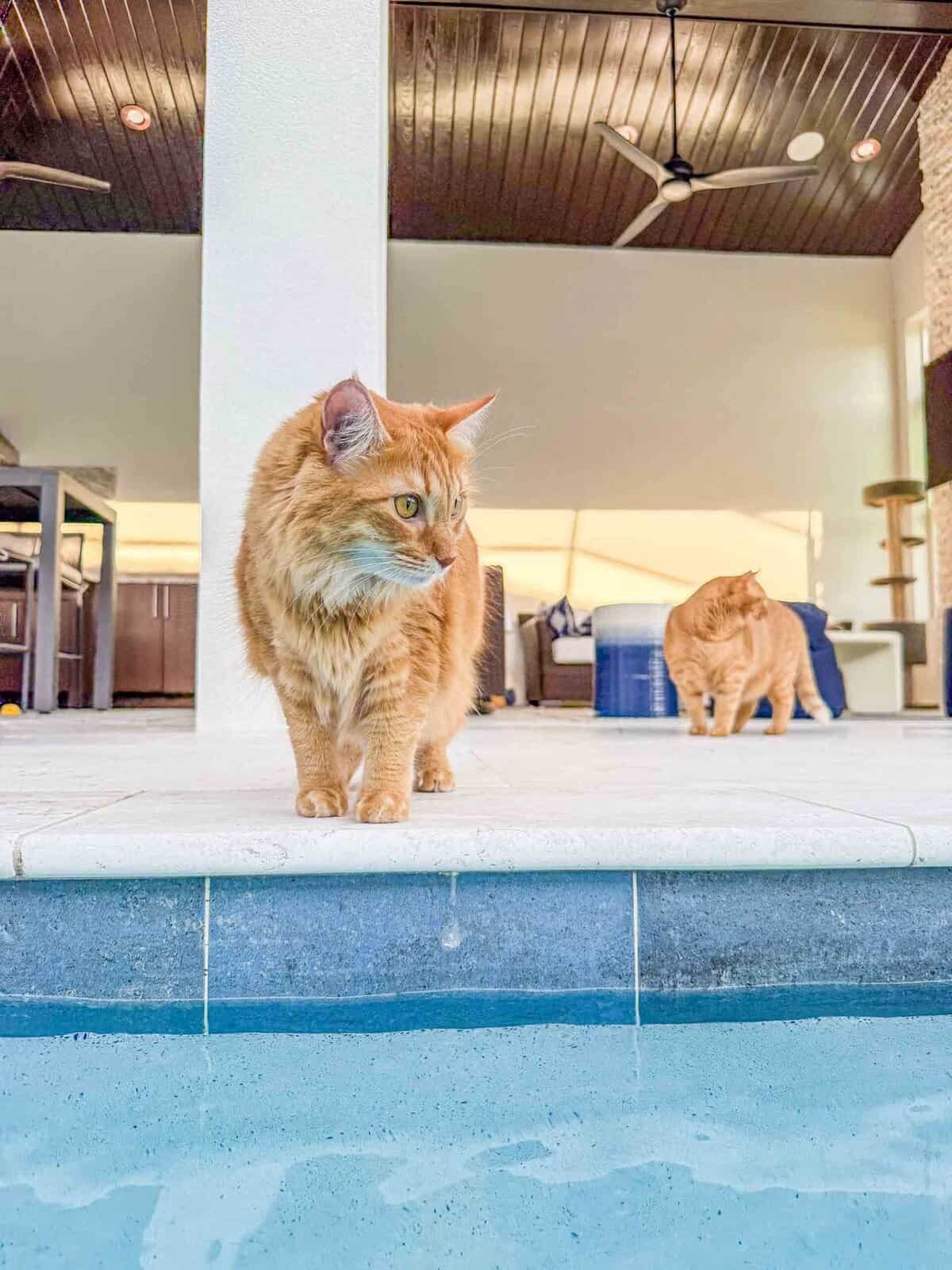 Meow Monday - Plain Chicken