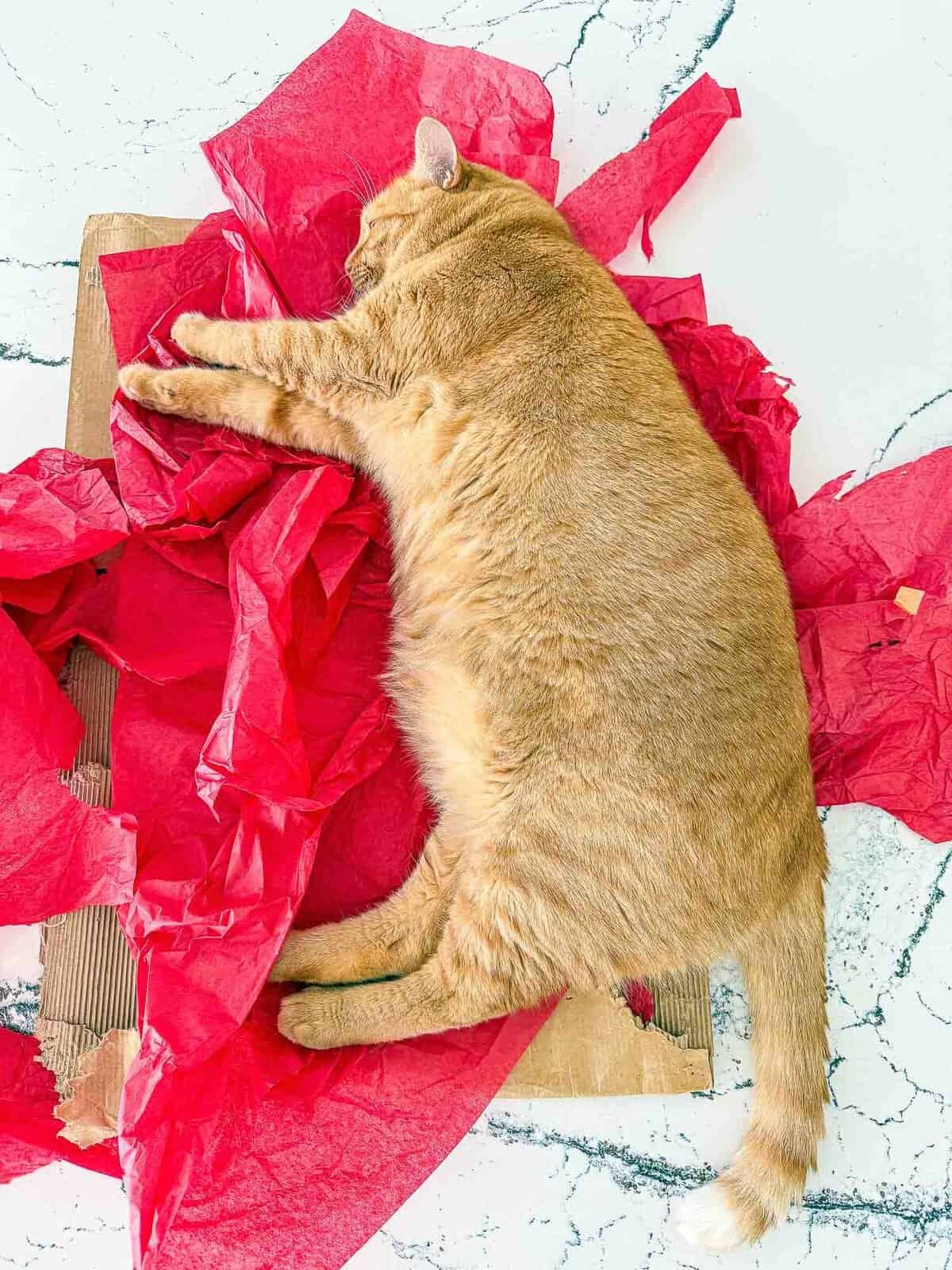 Meow Monday - Plain Chicken