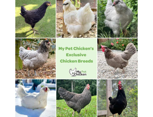 Meet Our Exclusive Chicken Breeds — Only at My Pet Chicken!