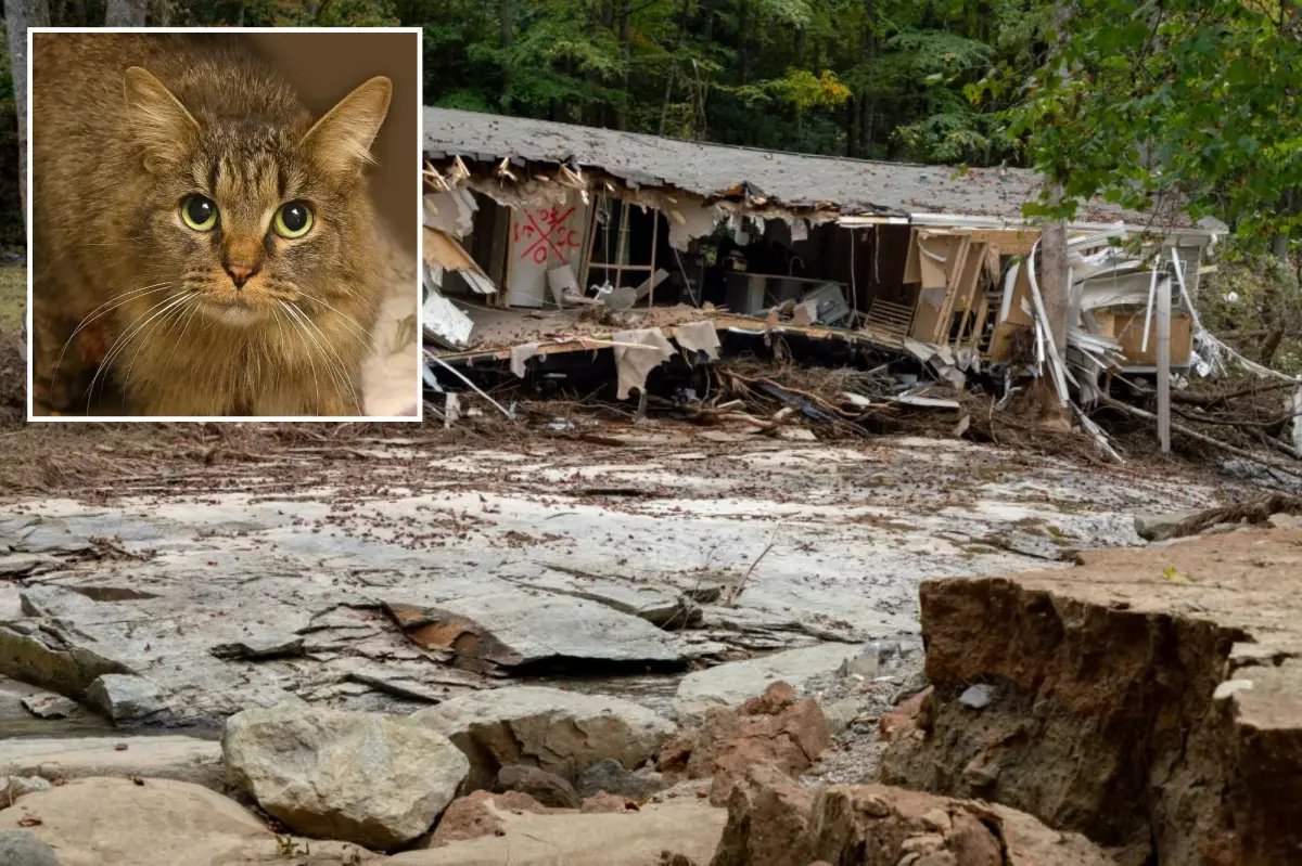 Cat lost during Hurricane Helene miraculously reunited with family af...