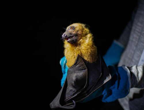 Trying to crack the Nipah code: How does this deadly virus spill from bats to humans?