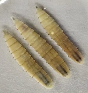 Moderate US House Dem group questions USDA’s Rollins over screwworm r…