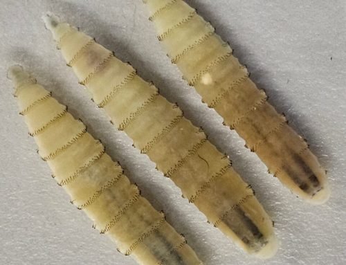 Moderate US House Dem group questions USDA’s Rollins over screwworm r…