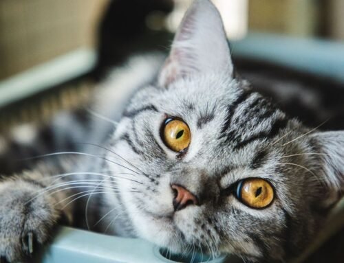 32 fun facts about American shorthair cats