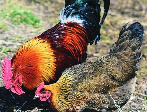 Polish Green-Legged Partridge Chicken – Backyard Poultry