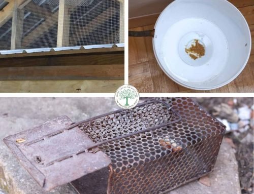 17 Ways to Keep Rats Out of Your Chicken Coop (For Good!)